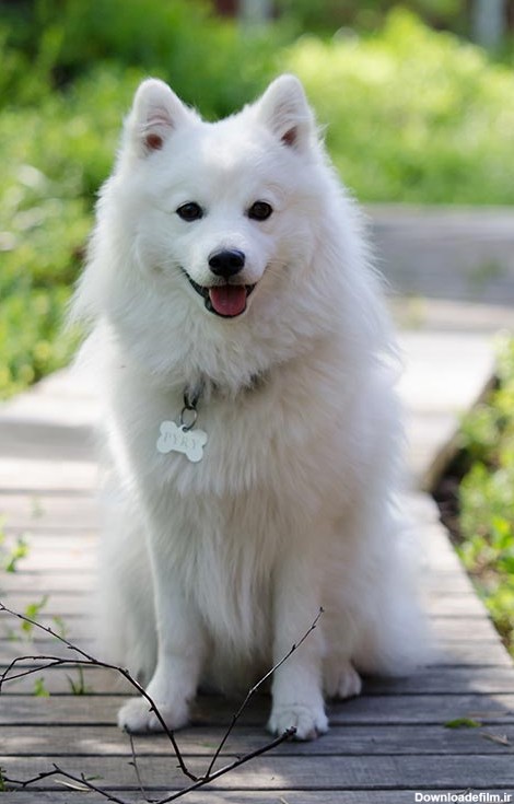 مشخصات کامل، قیمت و خرید نژاد سگ جاپانیز اشپیتز (Japanese Spitz ...