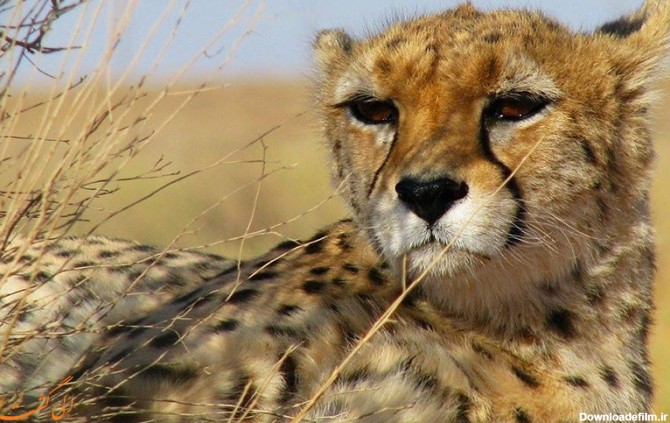 آیا می دانستید یوزپلنگ ایرانی در حال انقراض است؟