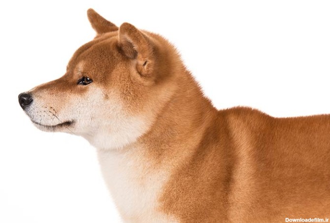 مشخصات کامل، قیمت و خرید نژاد سگ شیبا اینو (Shiba Inu) | پت راید