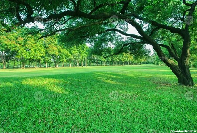 دانلود نور صبحگاهی زیبا در پارک عمومی با زمینه چمن سبز و چشم انداز ...