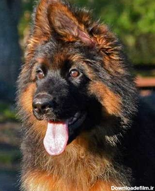 سگ همراه ژرمن شپرد (شیانلو) - خدمات دام و حیوانات خانگی