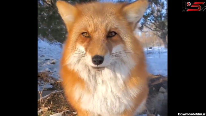 ببینید / علاقه جالب یک روباه به نوازش توسط یک دختر جوان + فیلم