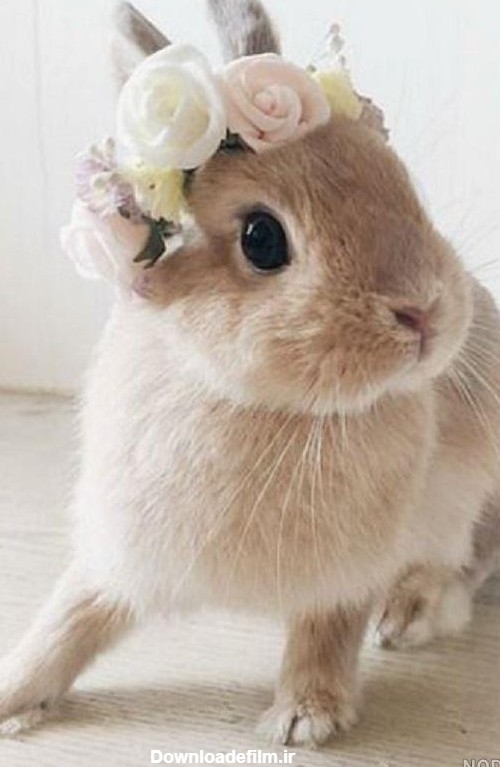 عکس خرگوش کیوت برای پروفایل