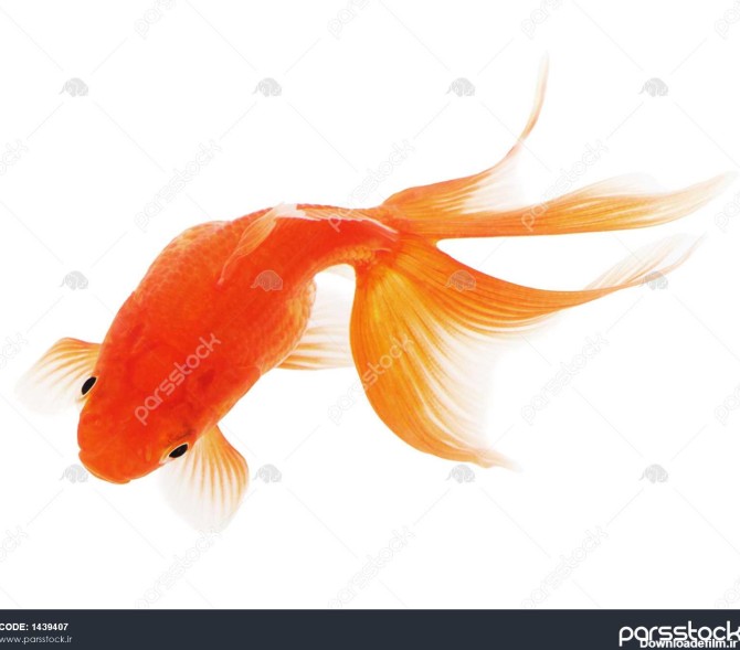 ماهی قرمز در زمینه سفید 1439407