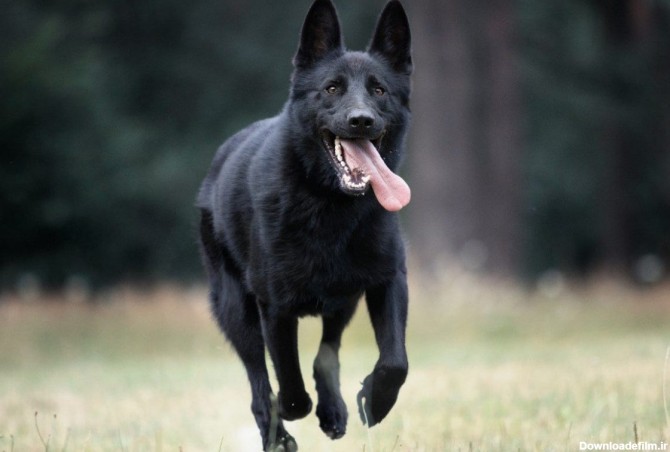 سگ ژرمن شپرد سیاه (black german shepherd) – استخوان نارنجی