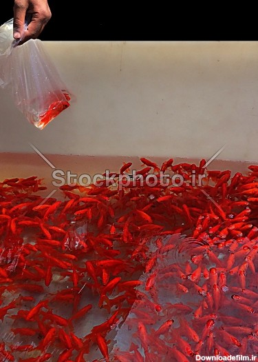 ماهی قرمز - طراحی و چاپ - استوک فوتو - خرید عکس و فروش عکس و ...