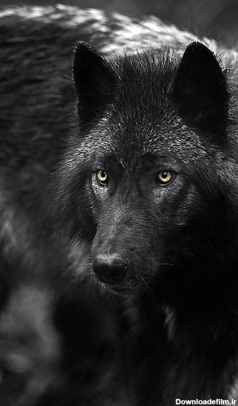 عکس گرگ سیاه زیبا