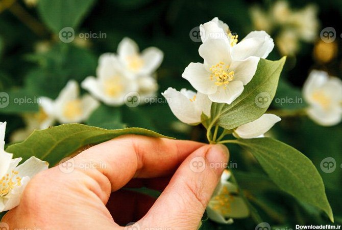 دانلود عکس دست زن در حال چیدن گل یاس سفید در فصل بهار | اوپیک