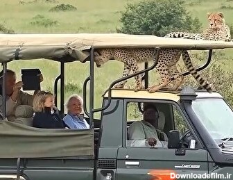 رفاقت یوزپلنگ‌ها با گردشگران در آفریقا (فیلم)