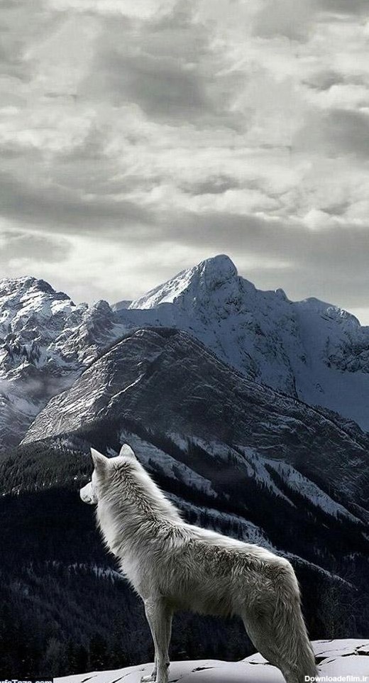 سگها و گرگها | طرفداری