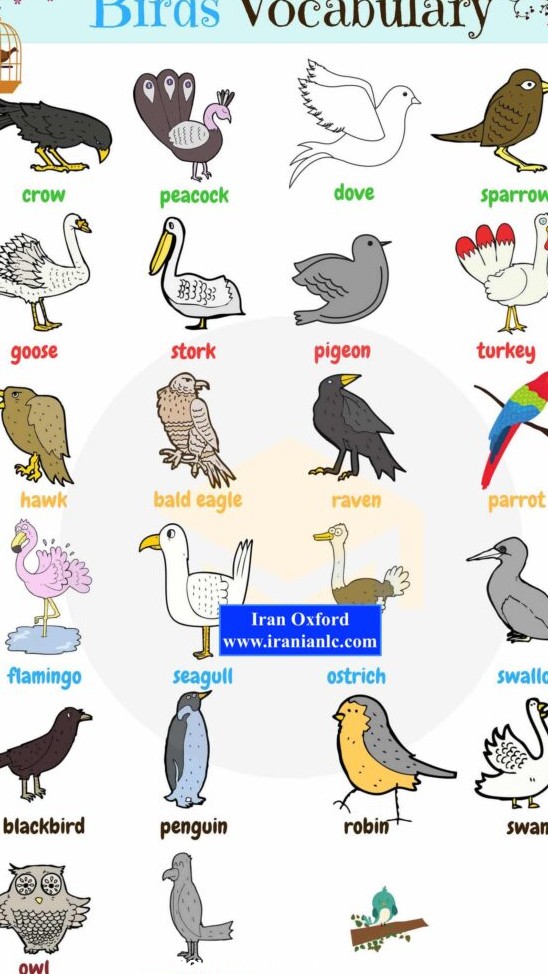 پرندگان در زبان انگلیسی