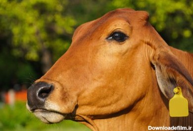 دانلود عکس عکس زیبای گاو در پارک سبز