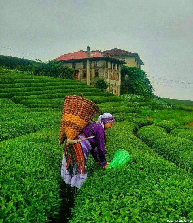 تصاویر زیبا از مزارع سرسبز چای لاهیجان - اسلايد تصاوير - عکس ...