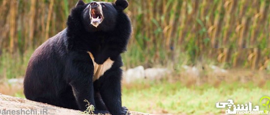 زندگی خرس سیاه ایرانی
