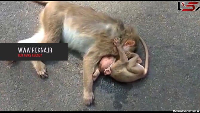 صحنه‌ای غم انگیز از یک بچه میمون در تصادف خودرو با مادرش + فیلم