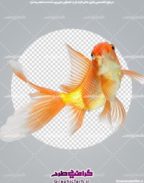 ماهی قرمز دوربری شده png,دوربری ماهی,عکس ماهی قرمز بدون بکگراند ...