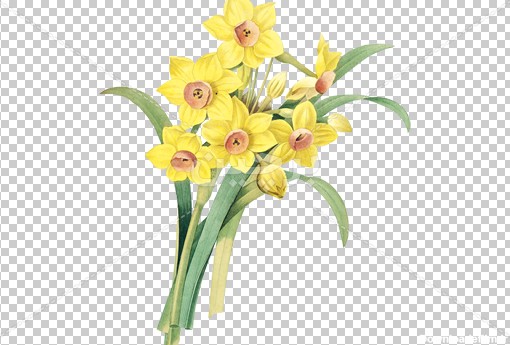 Borchin-ir-yello Narcissus flower عکس گل نرگس زرد۲
