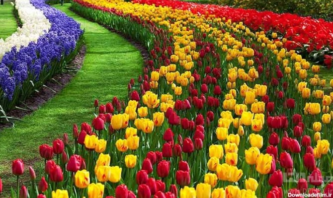 بی‌نظیرترین باغ گل های ایران را با هم ببینیم