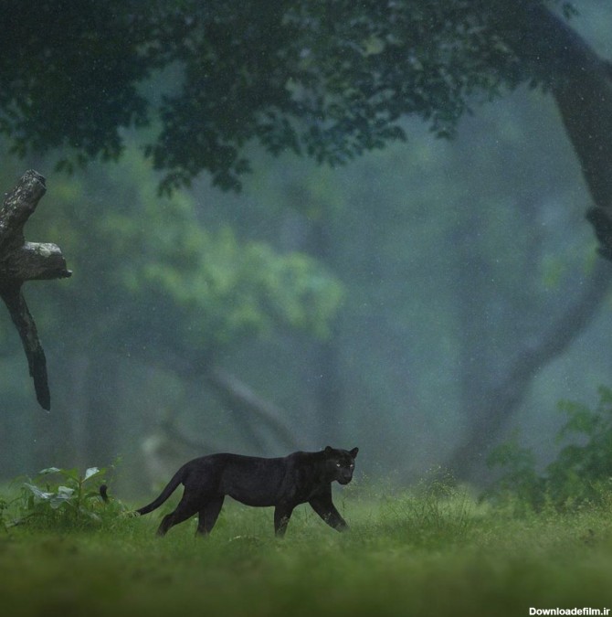 پلنگ سیاه در میلن جنگل هند/ شاز جاگ