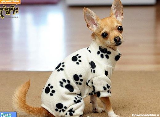پرشین پت > > عکس سگ های لباس پوش