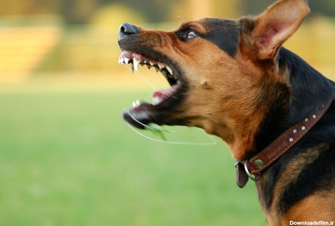 سگ خرسی، حیوانی که در فرانسه کشف شد!+عکس