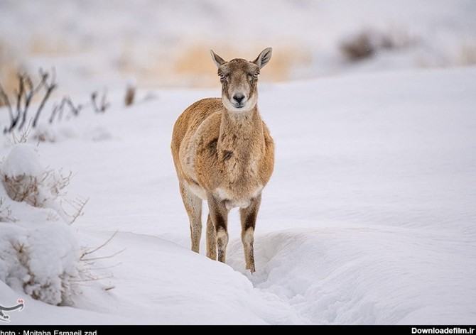 طبیعت زمستانی جزایر دریاچه ارومیه- عکس مستند تسنیم | Tasnim