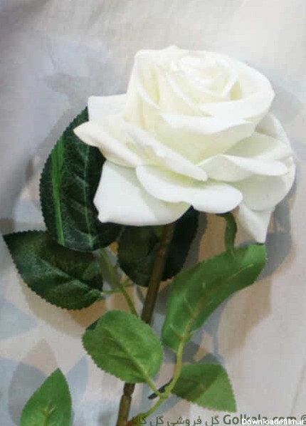 رز جیر, رز سفید, عکس گل رز سفید