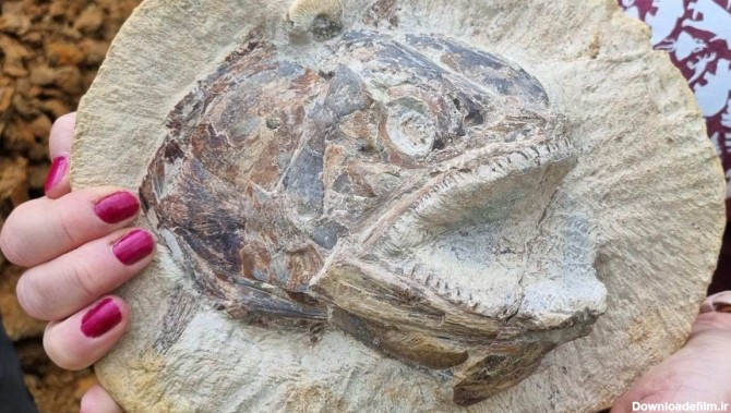 فسیل 183 میلیون ساله یک ماهی عجیب در حالتی کم‌نظیر پیدا شد + ...