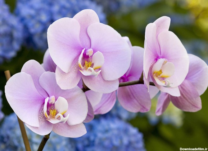 انواع گل ارکیده - گل یونیک