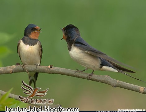 پرندگان ایران | خانواده پرستو - Hirundinidae