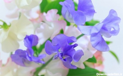 عکس گل سفید و آبی