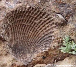 کشف فسیل صدفی ۶۵ میلیون ساله در تربت حیدریه - همشهری آنلاین