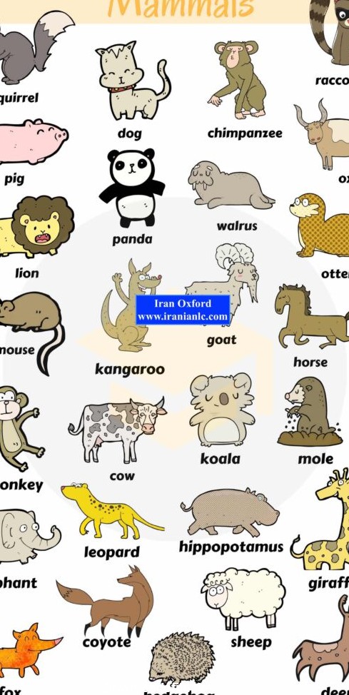 پستانداران در زبان انگلیسی