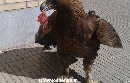 عکس عقاب در حال غذا خوردن - عکس نودی