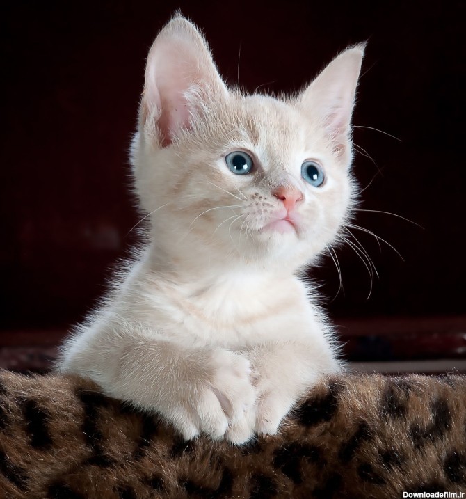 عکس زمینه بچه گربه سفید و خاکستری پس زمینه | والپیپر گرام