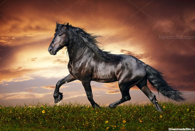 عکس اسب سیاه - گرافیک با طعم تربچه - طرح لایه باز