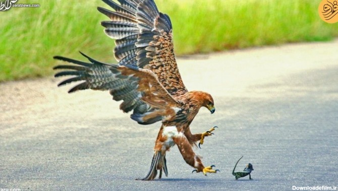 عکس/ شکار آفتاب پرست توسط عقاب