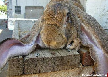 عکس خوشگل ترین خرگوش های دنیا