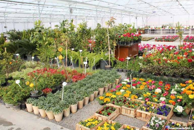 تنوع گل های موجود در بازار گل محلاتی