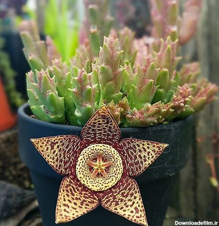 نازبو | نگهداری و پرورش کاکتوس گل ستاره ای