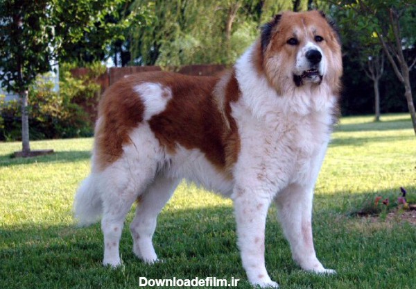 سگ قفقازی - ویکی‌پدیا، دانشنامهٔ آزاد