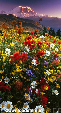 زیباترین گلهای جهان |عکس های مزارع گل | متمم