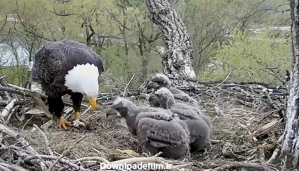 حیات وحش، صحنه زیبای غذا دادن عقاب ماهیخوار به جوجه
