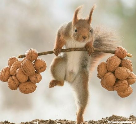 وزنه برداری جالب یک سنجاب (+عکس)