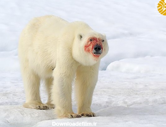 فرارو | تصاویر جالب از خرس قطبی و توله‌اش پس از خوردن غذا