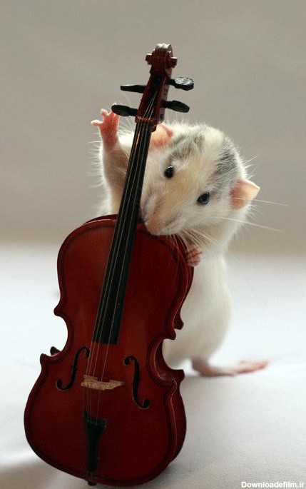 تصاویری جالب و دیدنی از موش ها - مجله تصویر زندگی