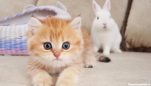 بازی و دوستی بچه گربه های خوشگل و بامزه با خرگوش های سفید