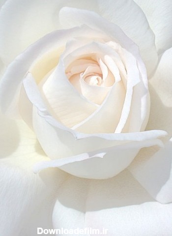 گل رز سفید | گالری عکس گل و دسته گل رز سفید بسیار زیبا برای پروفایل