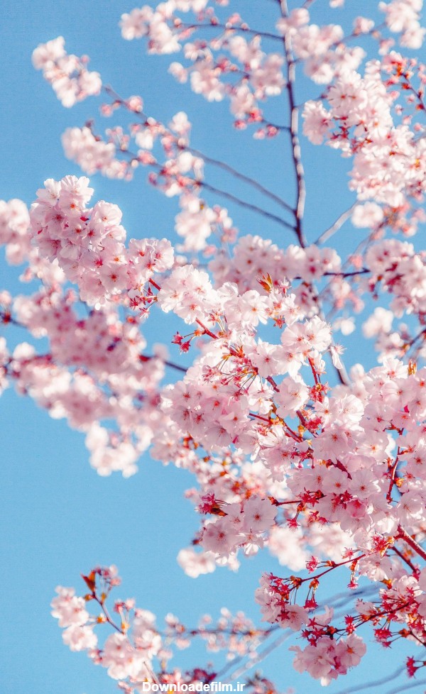 عکس پس زمینه شکوفه بهاری