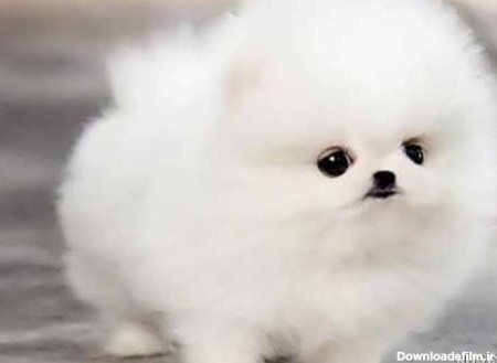 عکس سگ های ملوس و زیبا ۱۴۰۰ - عکس نودی